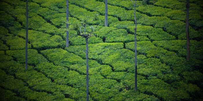 Kodai Ooty