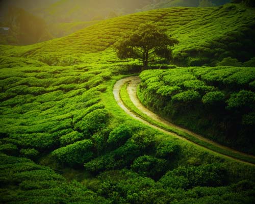 Darjeeling